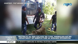 Proyekto sa pag-aalaga ng tupa, sinimulan na ng Dept. of Agriculture sa Misamis Occidental