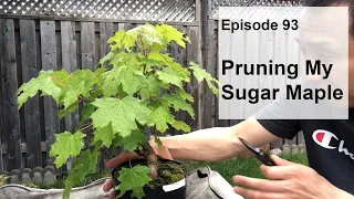 Episode 93, Pruning My Sugar Maple