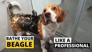 How to Bathe your Beagle the Right Way - (Beagle Grooming Part 3)