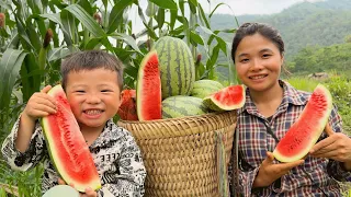 17-Year-Old Single Mother - Harvesting watermelon gardens and building bamboo fences for the farm