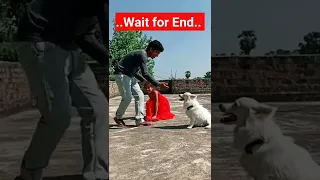 Dog doing training tricks. #funnydogvideos #dogvideo #dog #pomtoyanurag @PomtoyAnurag