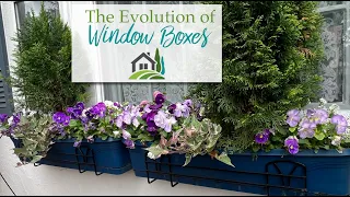 The Evolution of My Front Window Boxes - 🌸🌺🌸