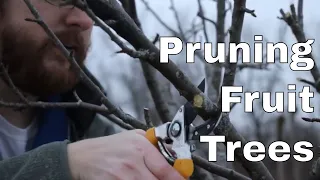 Pruning Fruit Trees