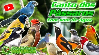 PÁSSAROS CANTANDO NA FLORESTA , COM SOM DE ÁGUA PARA RELAXAR