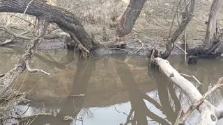 Вдоль бобровой речки!