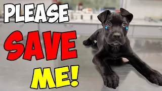 This Cane Corso Puppy was in DANGER with a Suspicious Man: What Happens Next Will SHOCK YOU