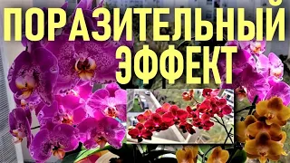 💧💧💧ПОРАЗИТЕЛЬНЫЙ ЭФФЕКТ ОТ ИСПОЛЬЗОВАНИЯ ТАКОГО МЕТОДА ВЫРАЩИВАНИЯ ОРХИДЕЙ! ОРХИДЕИ НЕ БОЯТСЯ ВОДЫ!💧