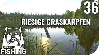 RUSSIAN FISHING 4 #36 - RIESIGE GRASKARPFEN! 🎣 || PantoffelPlays