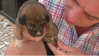 One Mama, eight Puppies and their Mangoworms