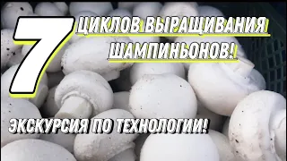 Как вырастить шампиньоны на компосте фазы 2. Все этапы выращивания в одном видео.