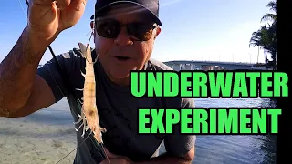 How To Hook Live Shrimp For Fishing, Underwater Footage Shows The Best Way To Rig Them