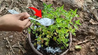 Aplica y RIEGA tus PLANTAS con BICARBONATO DE SODIO o sódico y mira que pasa! Tips Caseros