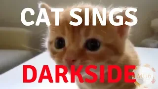 Cats Singing Song | Darkside by Alan Walker [Parody]