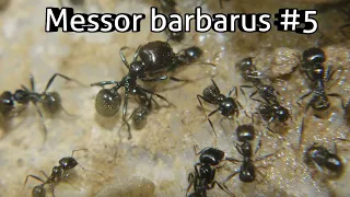 Messor barbarus: In einem Jahr von einer Königin zu 1000 Arbeiterinnen