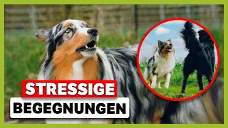 STRESSIGE Begegnungen bei Mensch und Hund: Das ist die Ursache [LIVE BEISPIEL]