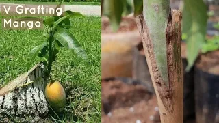 Mango V Grafting Technique