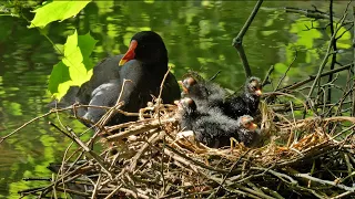 A BEAUTIFUL STORY OF GALLINULES - THIRD PART OF THE SOURCE