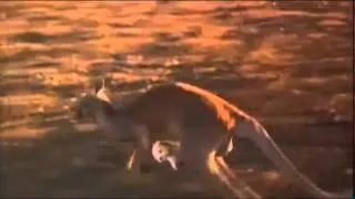 Napoleon - Kangaroo Song