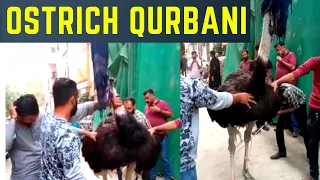 Shitar Murgh Ki Qurbani | Aggressive Ostrich Sacrifice 2023