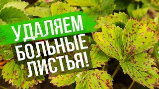 Уход за клубникой после сбора урожая. Уход за земляникой после плодоношения в августе