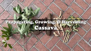 Propagating Growing and Harvesting Cassava