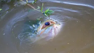 Monster Bass Devour Pellets!