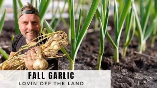 What To Do if Your FALL GARLIC starts to GROW Before WINTER!!