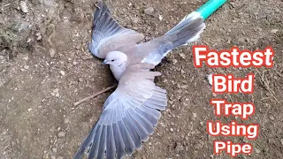 Creative Ideas Fastest Bird Trap With Peppa Pipe That Work 100%