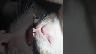 Cat Sleep Open mouth