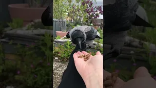 Feeding My Crow Friend!