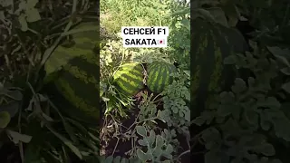 Таким має бути кавун 🍉 і це у Житомирській області. СЕНСЕЙ F1 від SAKATA