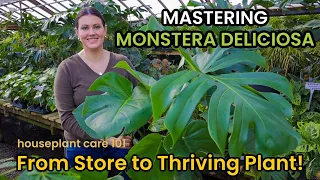 How To Shop & Care For MONSTERA DELICIOSA - Plant Care Light, Repot, Soil, Water Houseplant Care 101
