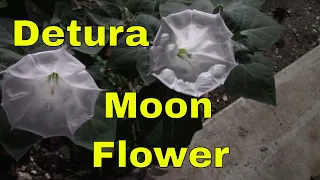 Moon Flower Detura Growing Tips Tropical Garden Landscape Bush Shrub Tree -- Channel James Plosko