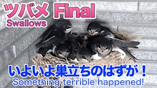 A Record of the Growth of Swallows' Chicks Episode4 / Trouble on the day of the chick's departure!