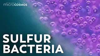 The Purple Bacteria That Are Afraid of Oxygen