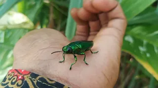 Jewel Beetle ( Buprestidae ) ~ Kumbang Permata yang Menawan