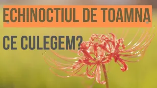 ECHINOCTIUL DE TOAMNA - Ce Roade Culegeti? - Cum Ne Pregatim Pentru Iarna? - Ritualuri De Trecere