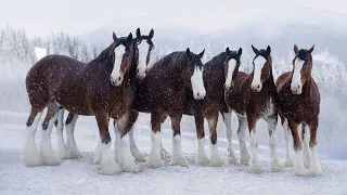 Budweiser | Super Bowl LVIII The Clydesdales Are Back