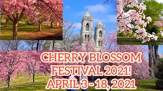 Cherry 🌸 Blossom Festival, Branch Brook Park, Newark,Nj# My USA Lifestyle