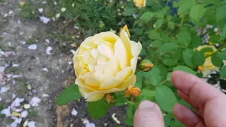 Сорт розы Грехам Томас( Остин) -нарядная,яркая !!!! 9 июня 2021 года