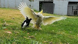 Magpie vs Cockatoo Who Wins?