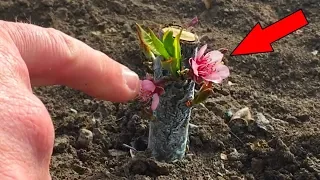 Успешная окулировка персика / Как перезимовала почка ? / successful peach budding