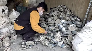 Process of Making Beautiful Decoration with Seashells. Korean Mother-of-pearl Factory