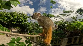 Monkey Land - DOMINICAN REPUBLIC