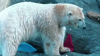 Игорь Виданов Белый медведь Новинка 2021