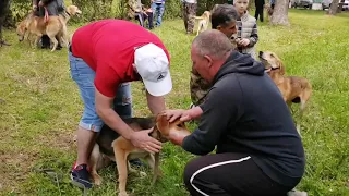 Выставка Охотничьих Собак в Зарайске 05.06.2021.Ринг гончих ,младшая возрастная группа Выжловки .