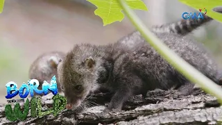 Doc Nielsen helps the orphaned baby ‘Alamids’ | Born to be Wild