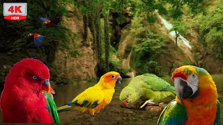 Oiseaux Exotiques -6 heures de chant relaxant- Cascade, Se détendre et dormir