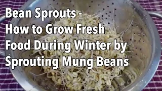 Bean Sprouts - How to Grow Fresh Food During Winter by Sprouting Mung Beans
