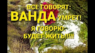 Спасение орхидеи "ВАНДА" от тяжелой болезни фузариоза (сухая гниль)! Как спасти?!🧐